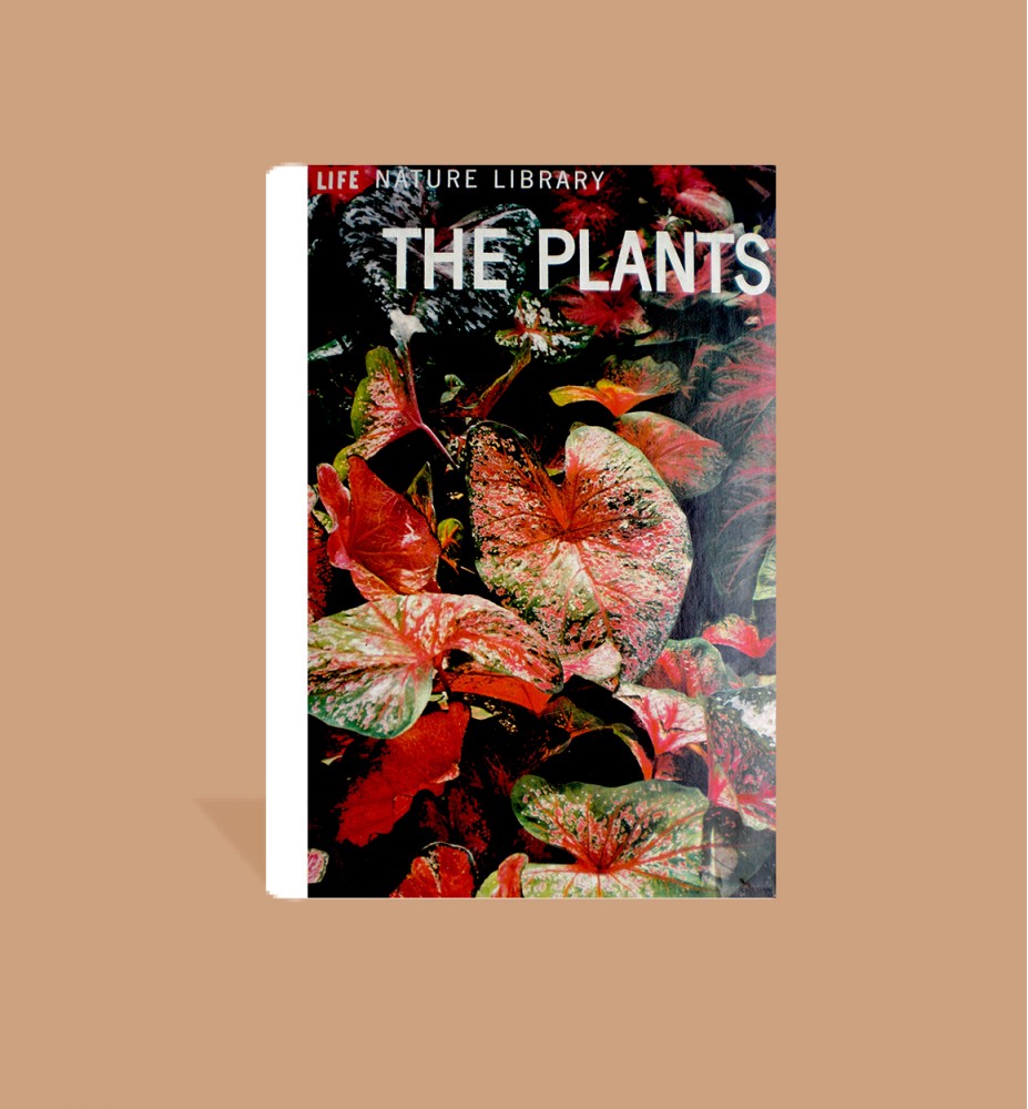 The Plants